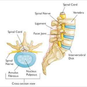 Sciatic Nerve Anatomy Branches - The Miracle 10 - How Can You Help Your Sciatica?