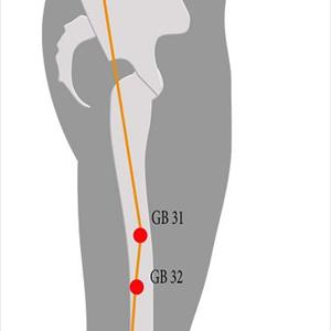 Sciatic Nerve Anatomy In Cats - Exercises  For Sciatica